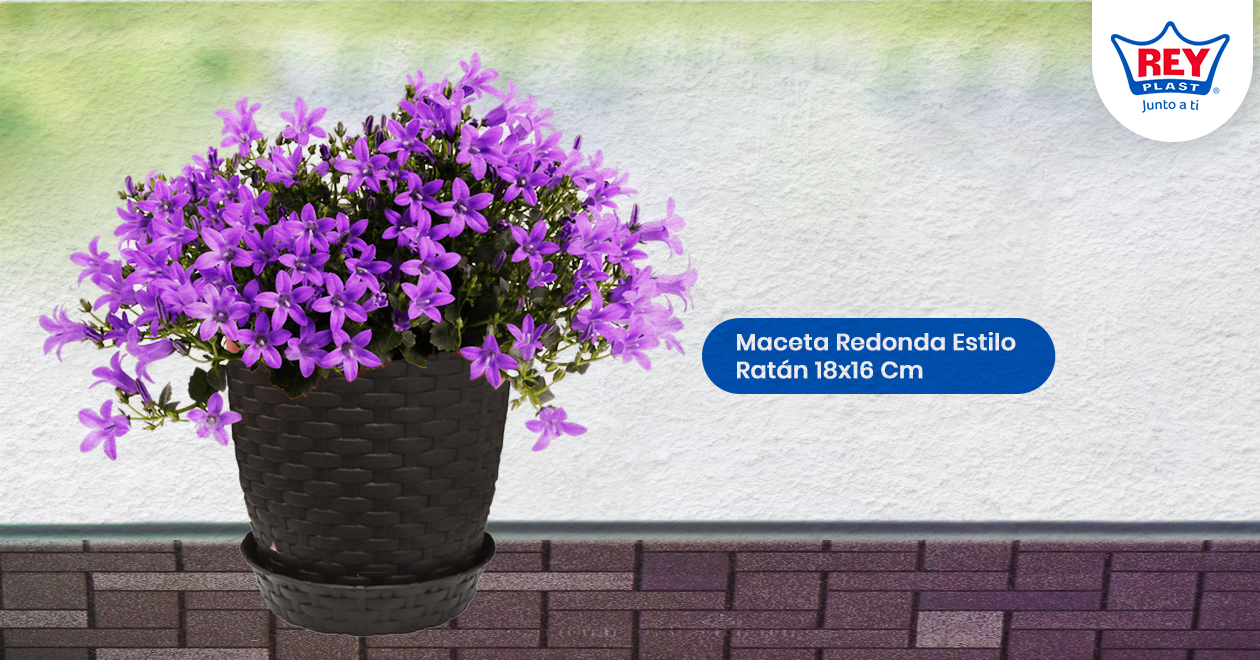 Las-flores-darán-color-y-aroma-a-tu-puerta-principal